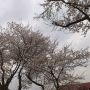 晴れていたら見栄えがしたのでしょうけど。
ご近所も桜が咲きました。