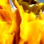 ¿Quieren nachos? -