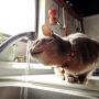直飲み出来るもん( ´ω` ) #cat #猫部 