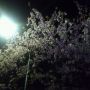 夜桜。