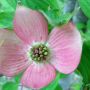 @MickeyWondrland @rabbits_hat @Imamadhatter @Mad_Hatter_Tea Sending pink sparkles!