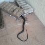 HOME OWNERSHIP: couple more of these bad boys and I'll have enough for another set of boots
