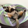 落ちるよっ…( ；´Д｀)
寝相わるいなぁ
チッちゃんは。