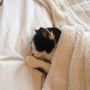 @mario I'll see your cute cat picture and raise you my cute cat picture