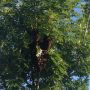 I know nothing about bees but these bad boys showed about 20 min ago and the swarm is getting bigger.  