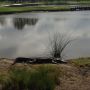Solid 9 foot alligator out at the Dye Preserve #stayinthefairway