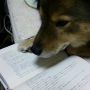 はあウチの犬可愛いわ……
