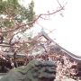 梅、見てきましたよ、湯島天神。今年はちょうど良かったかな。