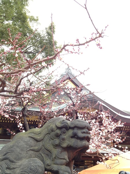 梅、見てきましたよ、湯島天神。今年はちょうど良かったかな。