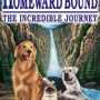 Day 258
#365FilmsILikeButGetNoLuv Who liked HOMEWARD BOUND?
http://youtu.be/vr1dvT8di80
#fb
