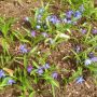 #Spring #flowers outside the Hogan Center, College of the Holy Cross, Worcester MA. #gardens #academia #plants