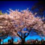 Sakura!
#cherryblossoms #highpark #toronto #bloom #sweetness #kellee