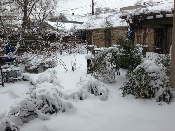 My garden is so quiet under this beautiful blanket of snow!