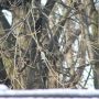 @angegarrod what bird is this Ange?