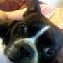 Eden just hanging out with me #mugluv #bostonterrier 