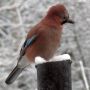 #Jay on a home-made wood burner chimney 11th Feb 2013