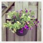 Schutting voorzien van 6 van deze vrolijke plantjes… #Surfinia