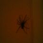 Hello there! #huisspin cc  @elvedebe #Dijkhuisjes 