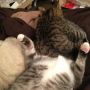 I think one of my cats is trying to kill the other. 