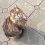@flausch Hallo :3
