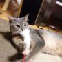 じゃらしモフ～( ´ω` ) #cat #猫部 
