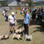 @giiiiigiiiii se armó en una página de Facebook que se llama Pugs Costa Rica... Buscala y te agregás ( :
