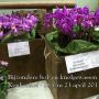 In exactly two weeks the indoor show of Miscellaneous bulbs starts at Keukenhof. An incredible beautiful show that you can not miss!