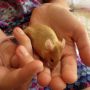 What kind of crazy person brings mice into their house?