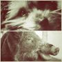 @jenbielema if you think that puppy is cute- wait till you meet me