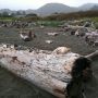 driftwood