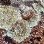 Rock with lichen and slug, Petersham MA. #nature #symbiosis #invertebrates #gastropods #mollusks