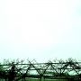 台風みたいな天気。桜は散ったけど、この木は新芽もまだ。はやく出ておいで。 #mysky #iPhone
#toycamera