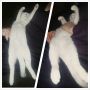 Hahaha lucky heeft het naar der zin bij vrouwenbaasje. #kittentweet #chill 