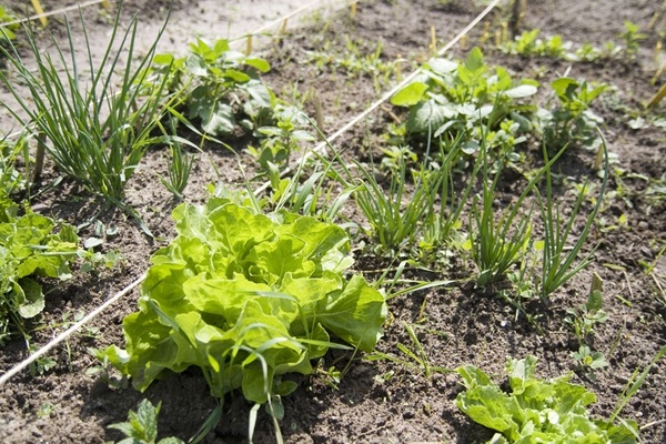 Nieuw groen