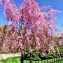 Flowering tree near O'Kane Hall, College of the Holy Cross, Worcester MA. #plants #trees #academia #flowers