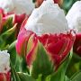 @DaniellaO Ook zulke? Ice cream tulp? Fijne dag!