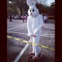 CAUTION: #Easter Bunny on a scooter!