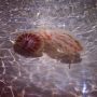 #JellyFish #Beach #Spain #Benidorm