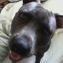 of my new house-mate's dog 'Pearl' (photo credit LouLou