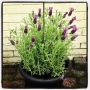 En voor de geur nog #Lavendel meegenomen… Heerlijk!!!