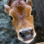 @KatieHeigl chickens are fun and fresh eggs are great but you gotta get a cow!