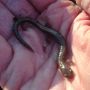 Your basic Red-backed Salamander, Petersham MA. #nature #spring #amphibians #salamanders #fb