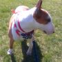 Bull Terrier