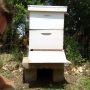 Waiting on a swarm due to arrive at any minute. We'll be back in bees-ness.