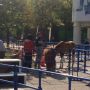 横浜スタジアムに馬‼