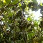 Muchos árboles perdieron svs brazos en el u´ltimo Norte.