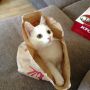Kentucky Fried Cat anyone? Love my little Tink!