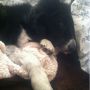 Sleepy senior dog. 