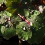 Raindrops on aquilegia leaves #Spring