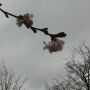 Hanging on to hope ...#lente
